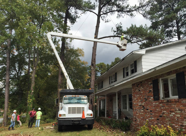 How Our Tree Care Process Works  in  Deep River Center, CT